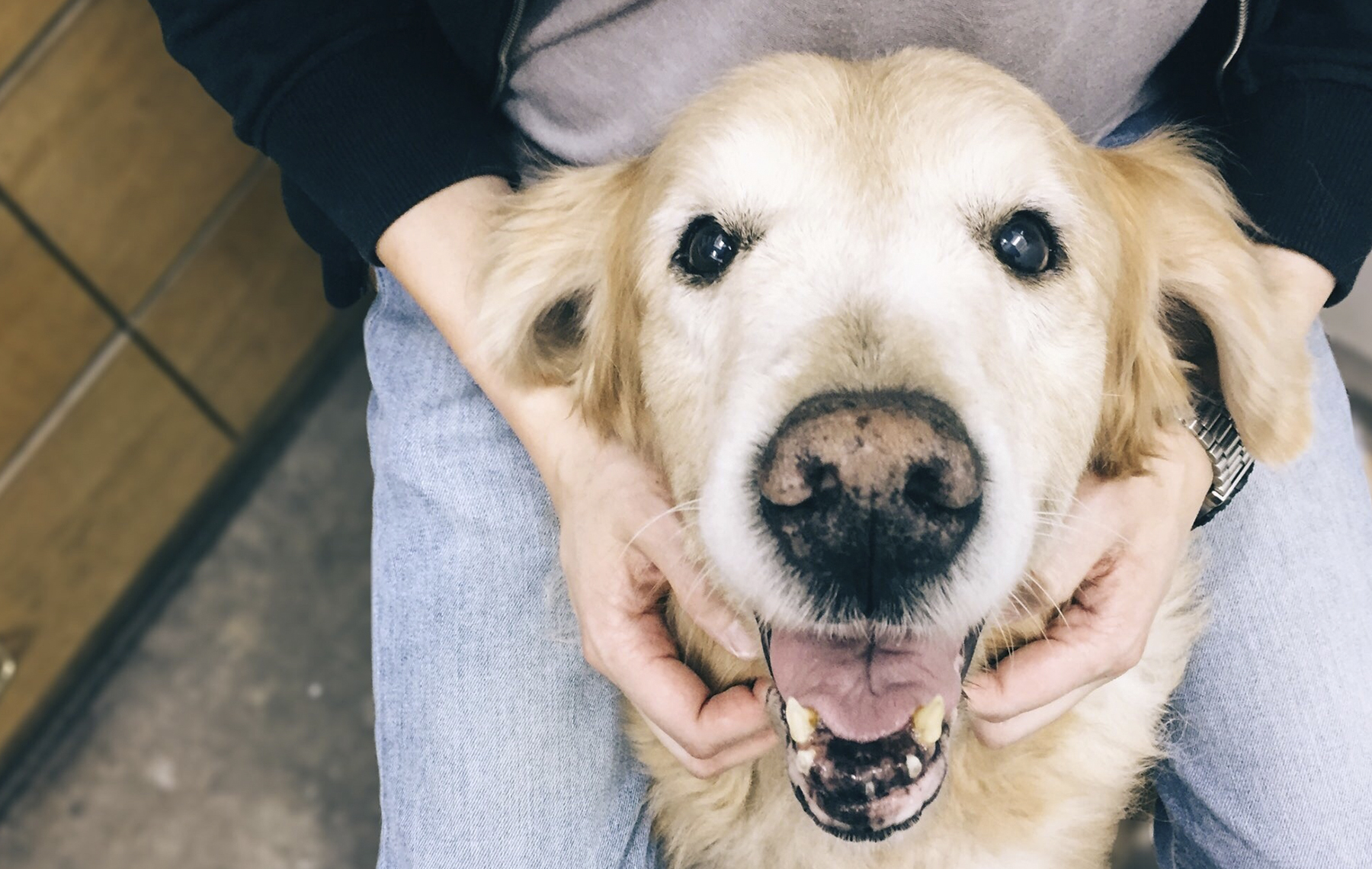 AltaMed golden retriever dog smiling and getting pet by owner